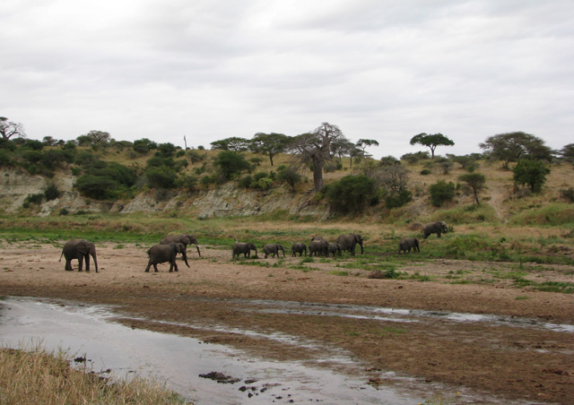 Our family safari watched this herd of elephants before they wandered off on their own family journey to the next watering hole.

